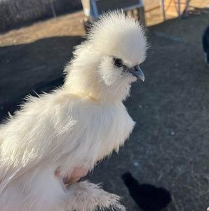 Meet your Posher, Navajo